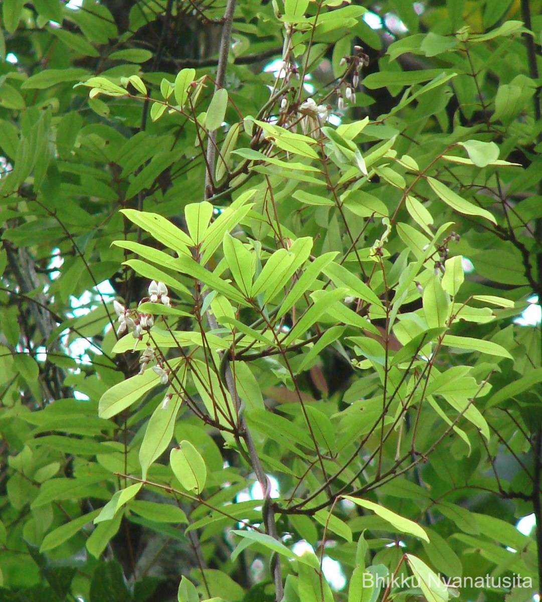 Derris canarensis (Dalzell) Baker